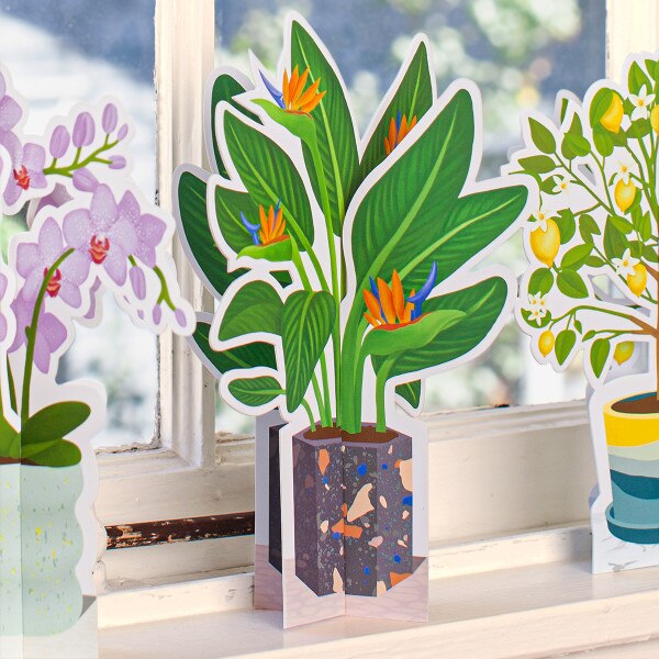 Birds of Paradise Paper Plant 2